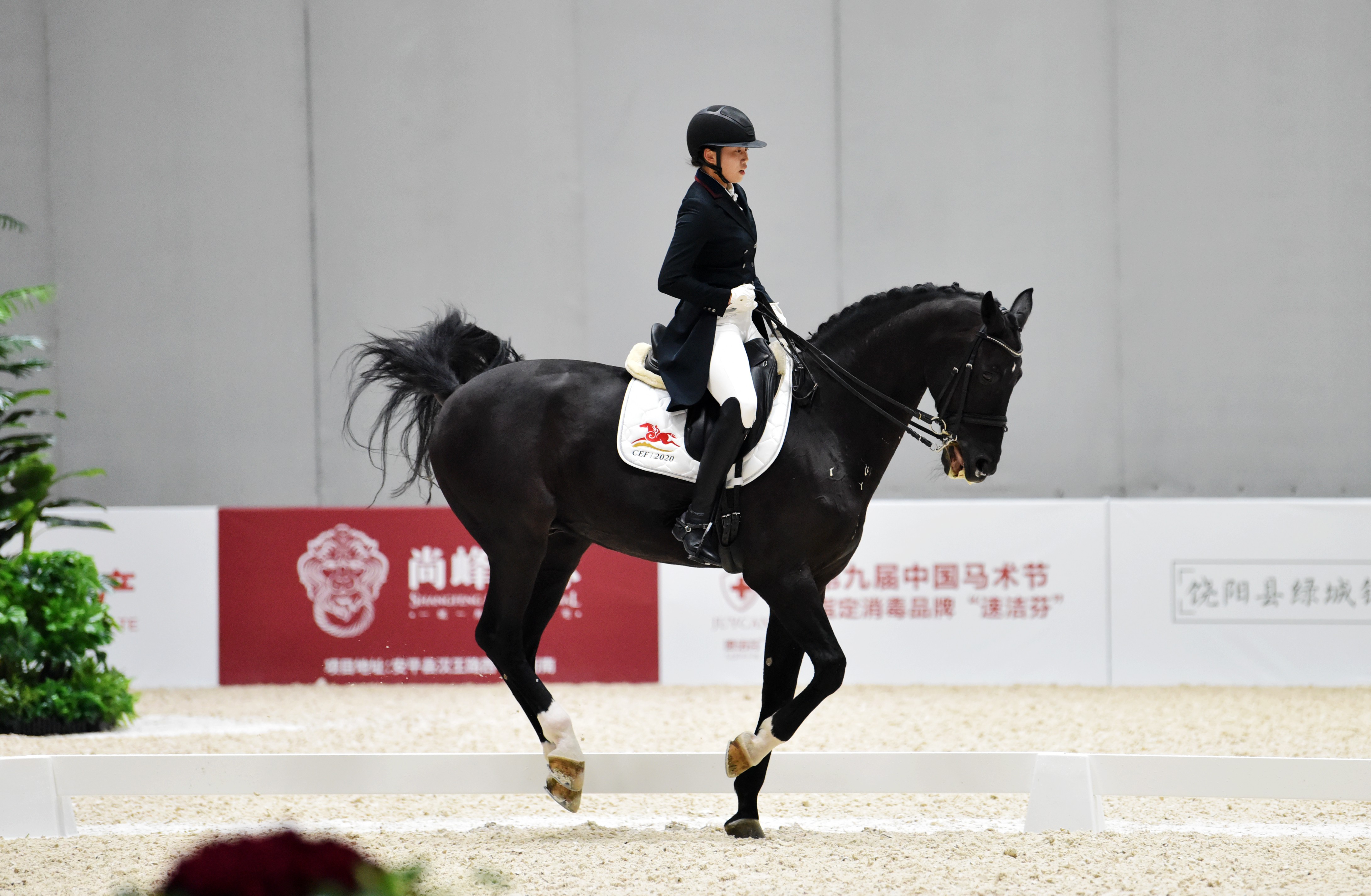 美洲盛赛即将开战,各路豪强同台竞技 美洲盛赛即将开战,各路豪强同台竞技