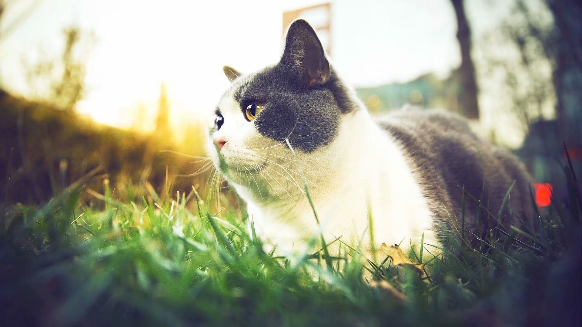 雷火电竞app-镜像之战，萨卡轰鸣的救赎，与荷兰摩洛哥那道未完成的证明