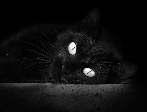 秘鲁淘汰赛过关土耳其，拉亚关键先生定乾坤