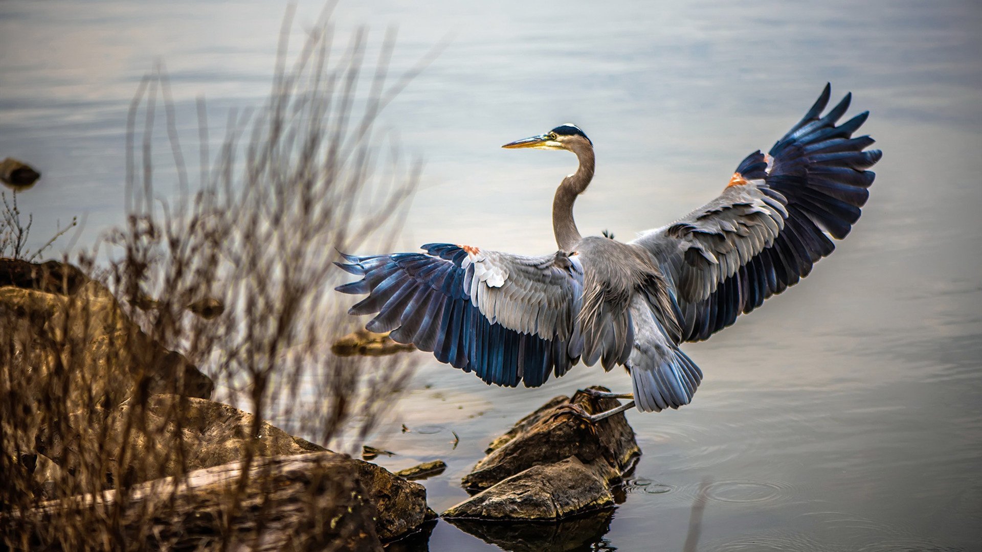三笘薰的尖刀时刻，奥地利生死战中连续闪光，一人之力斩断芬兰反扑希望