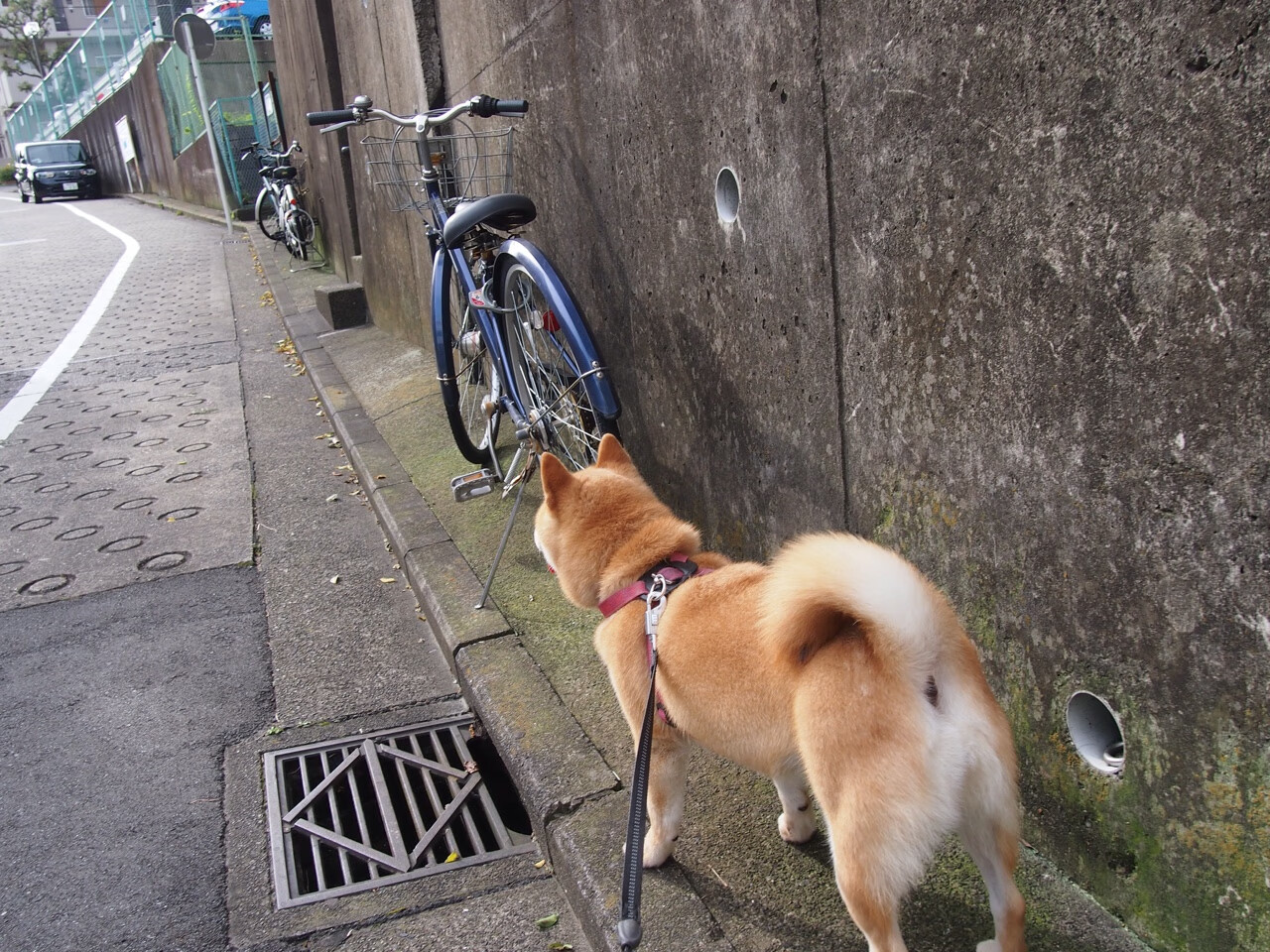 时间褶皱，当巴斯托尼成为叹息之墙，瑞典三十分钟重写马里国运