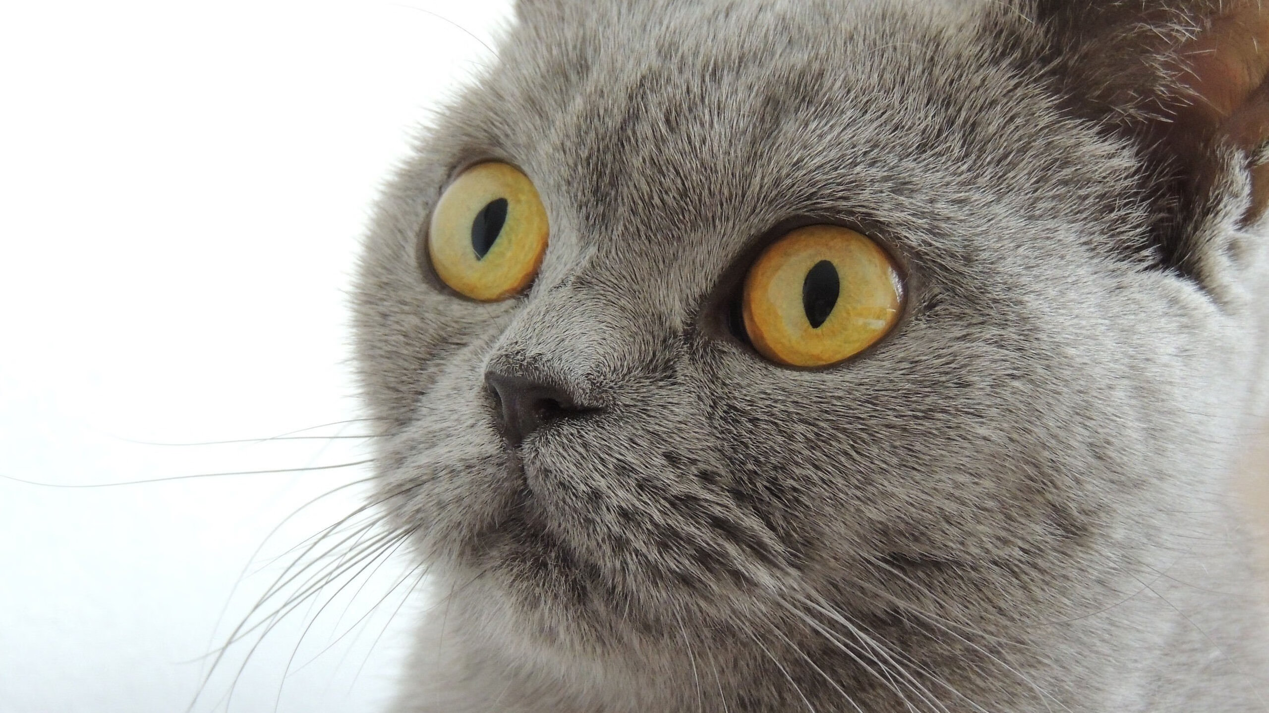 烈焰焚冰，一场定义季后赛气质的年度焦点之战