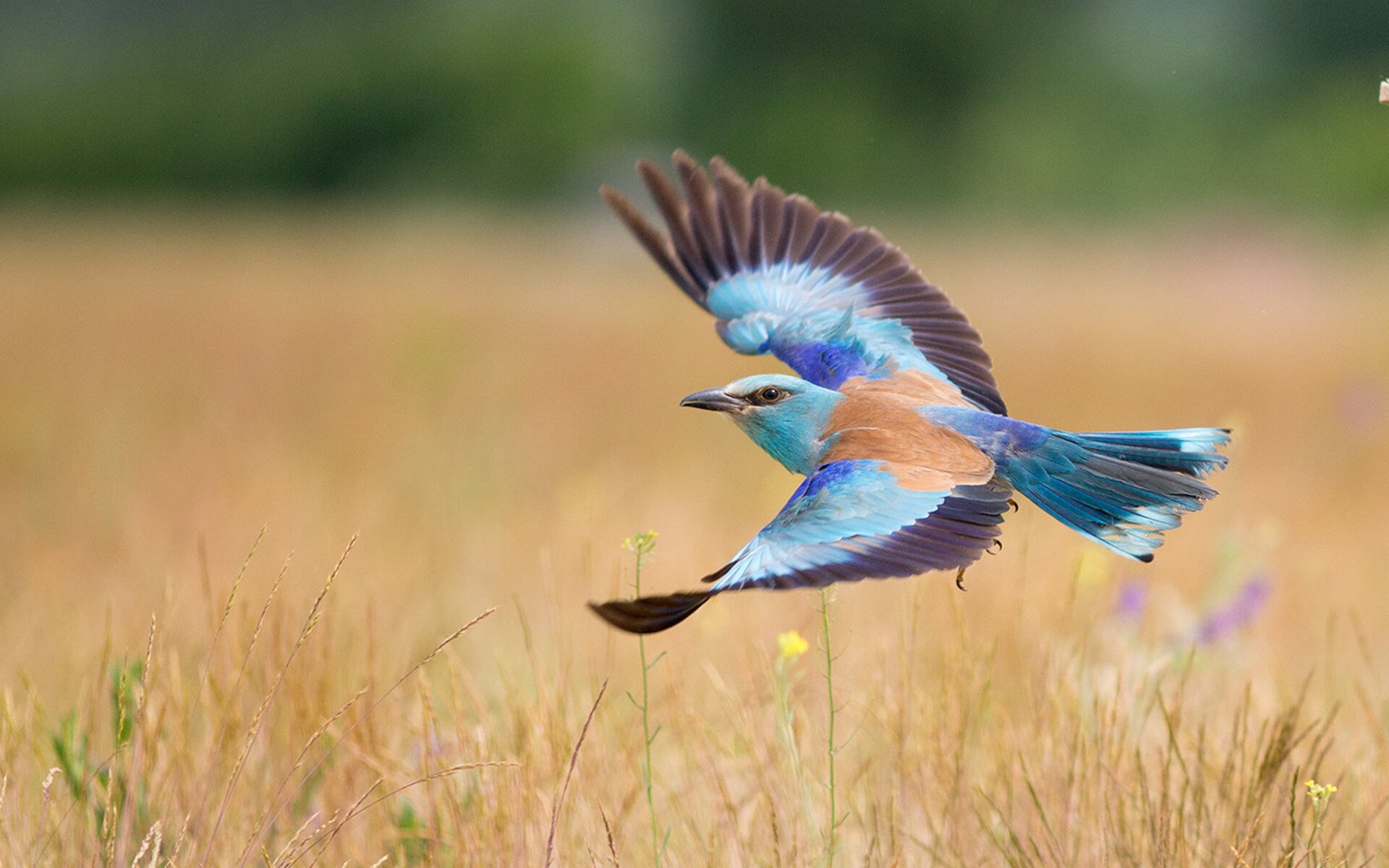 莱万之夜,一夫当关!法国对阵莱比锡红牛见证神锋统治全场