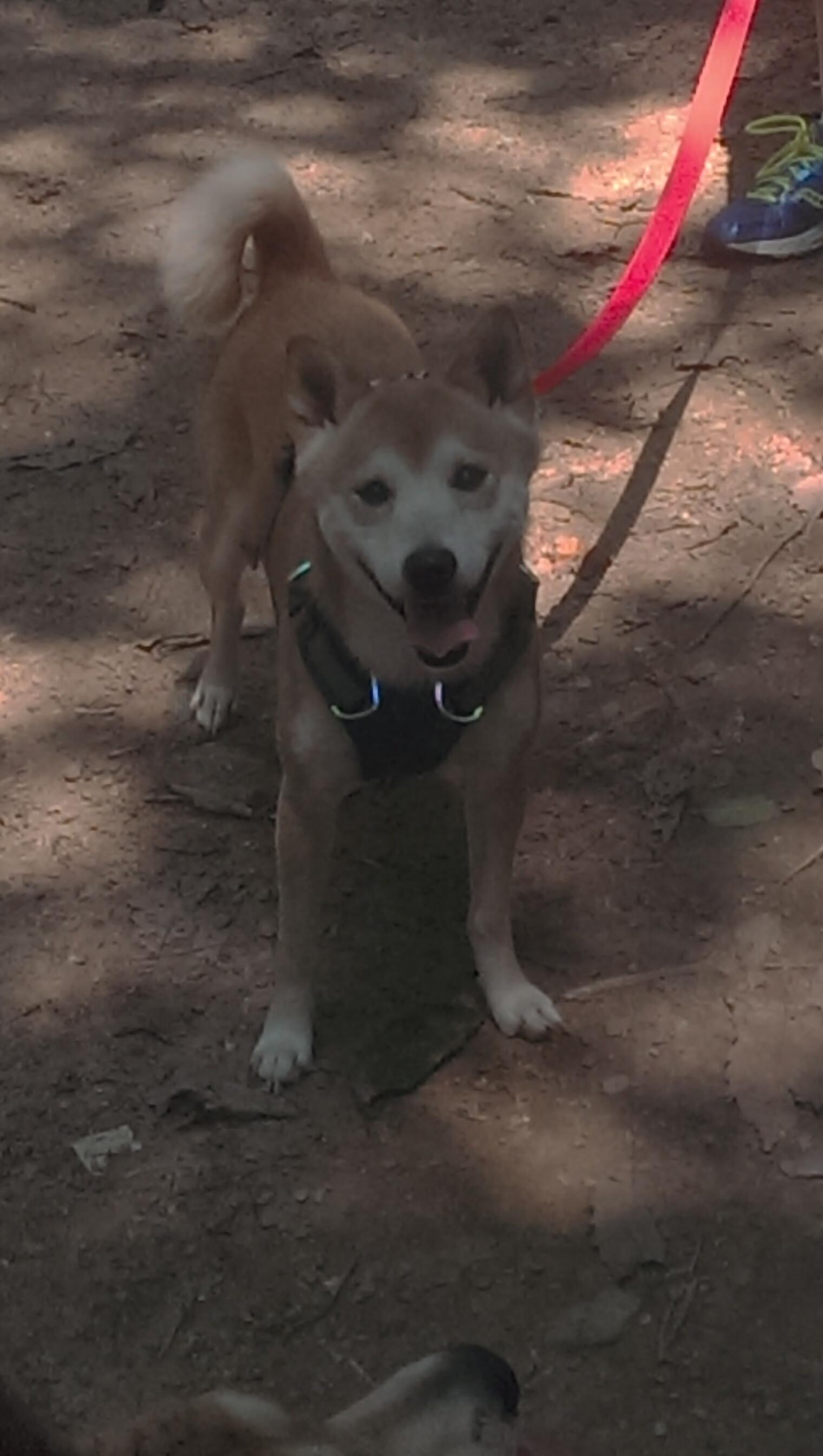 卡塞米罗爆发，秘鲁节奏的魔法如何缠绕住英格兰的钢铁洪流？