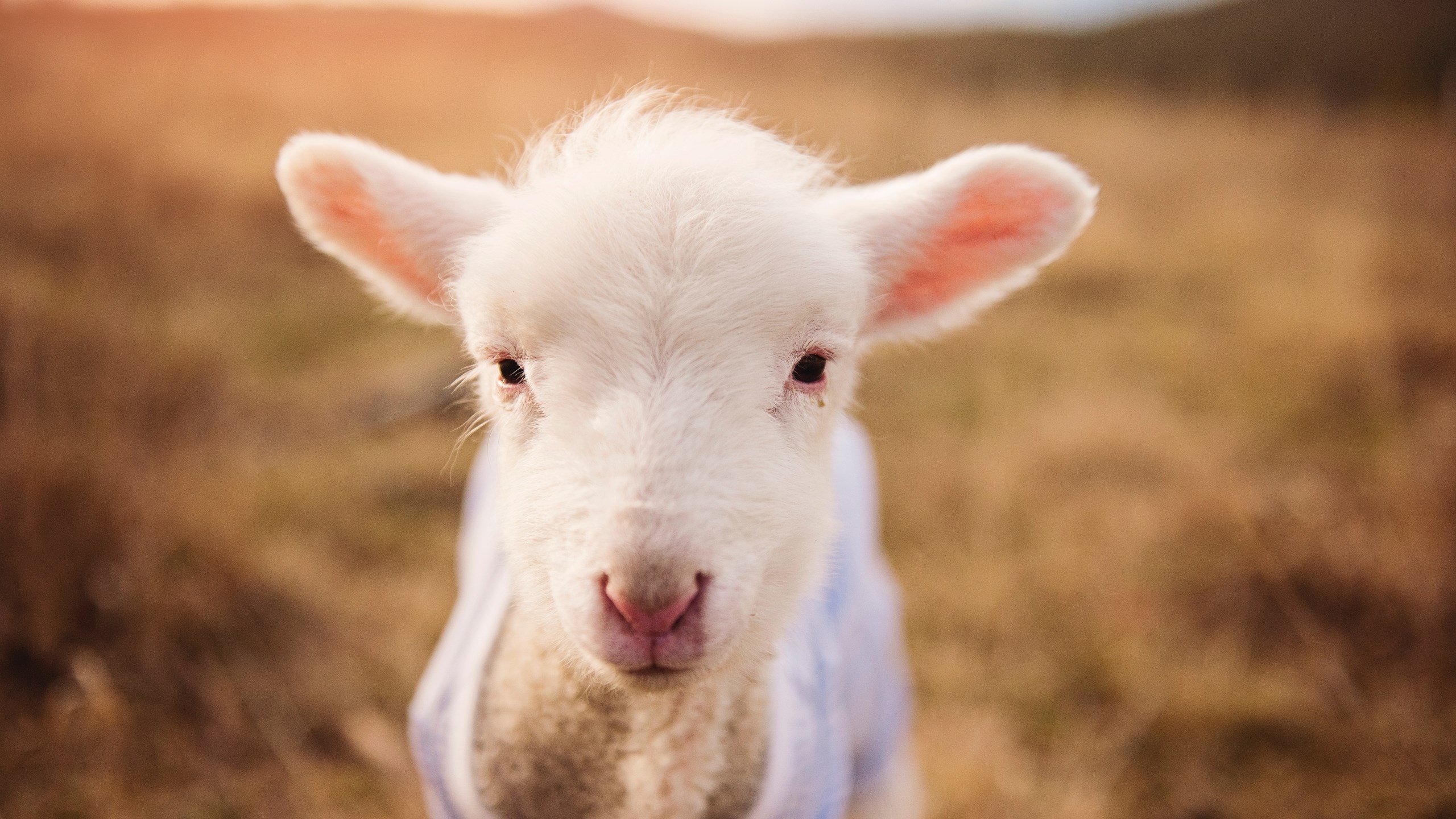 拉文末节17分导演逆转好戏，深圳队破魔术主场不败金身