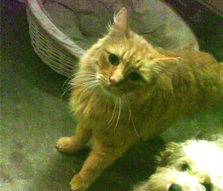 极权统治之夜，东契奇史诗级爆发，独行侠正面碾过雷霆