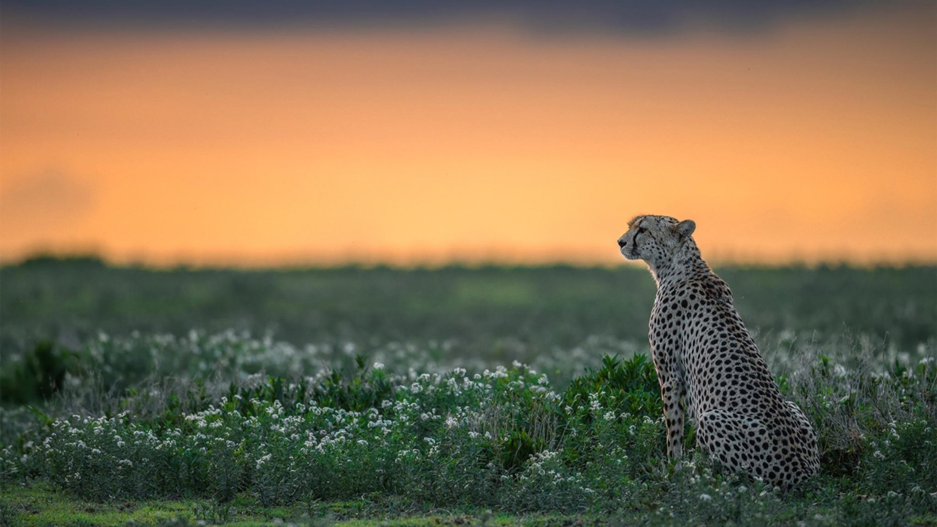 雷火电竞网站-双面阿什拉夫，从多哈绿茵到丹佛高原，接管比赛的双生灵魂
