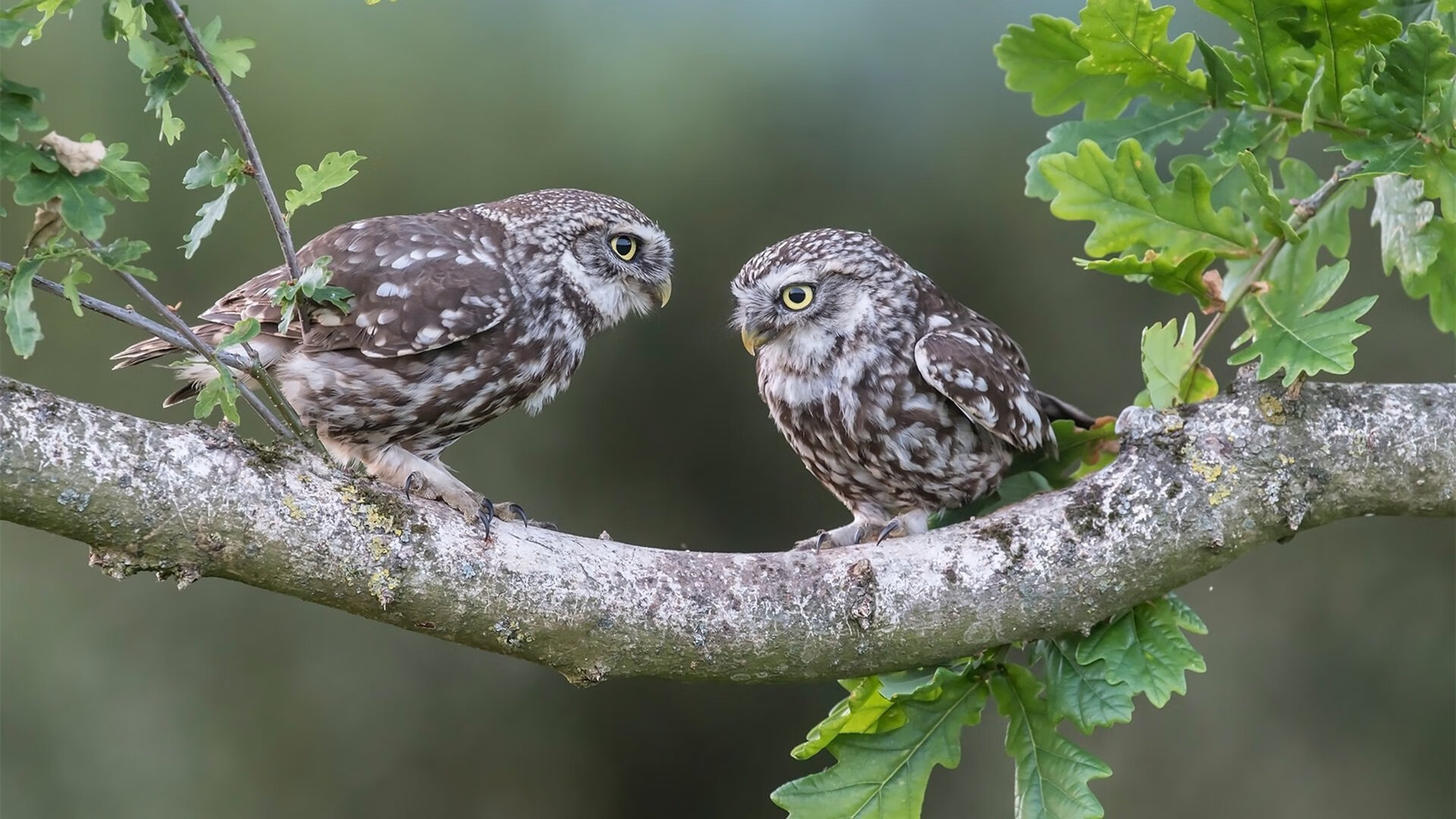 技术殖民，罗德里在欧冠半决赛的统治与欧洲足球的边界扩张