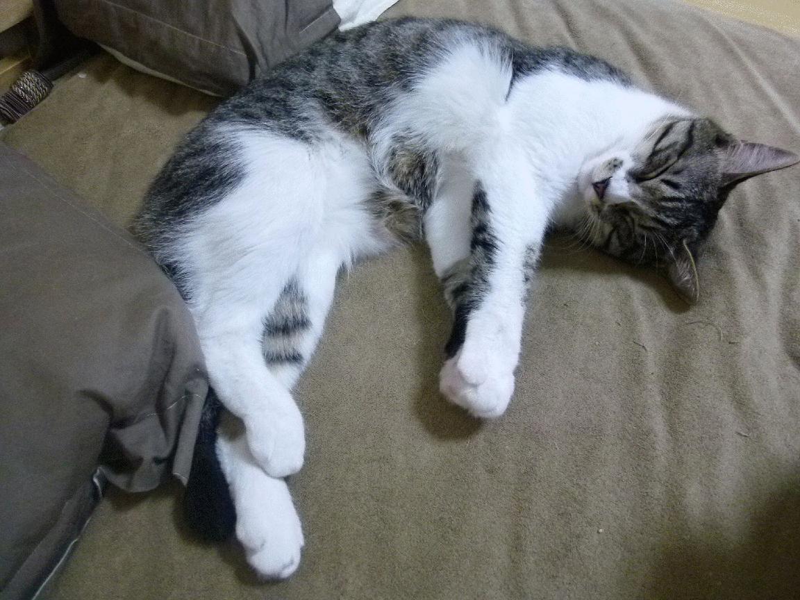 赛场双线传奇，文班亚马擎天柱，广东铁军破雷霆